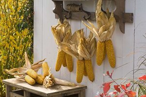 Zea (corn cob) hung up to dry