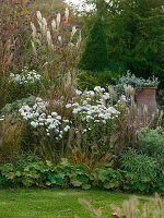 Chrysanthemum-Indicum-Hybride 'White Bouquet' (Herbstchrysanthemen)