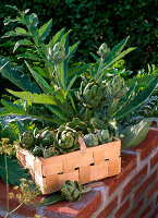 Artichoke in raised bed