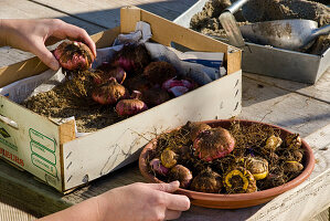 Gladiolus bulbs wintering