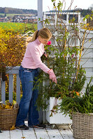 Winter protection for roses (climbing rose) in a white pot