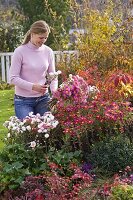 Frau schneidet Chrysanthemum (Herbstchrysanthemen) für Strauß