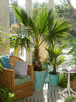 Winter garden with Washingtonia (Washington palm tree), Chamaerops