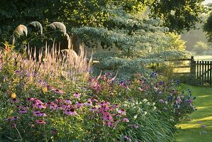 Dämmerungslicht auf einer spätsommerlichen Rabatte mit Echinacea und Cornus controversa variegata