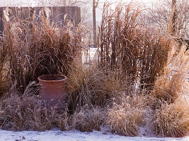 Grass bed in winter garden