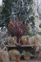 Winter pot arrangement on the terrace