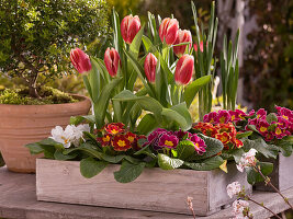 Holzkisten mit Tulpen und Primeln bepflanzen (2/2)