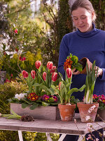 Holzkisten mit Tulpen und Primeln bepflanzen (1/2)