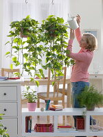 Hanging baskets with Efutute as a room divider