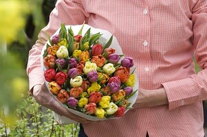 Frau bringt Strauß aus gefüllten Tulipa (Tulpen)