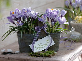 Crocus 'Pickwick' in metal double pot