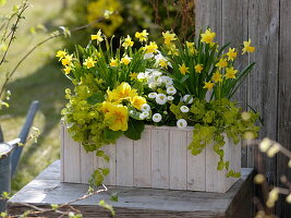 Holzkasten mit gelben und weißen Blumen bepflanzen 4/4