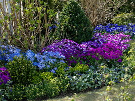 Spring flirt in flowerbed