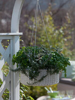 White basket as herb hanging basket with Rosmarinus (rosemary), Melissa