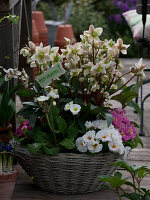 Basket with Helleborus orientalis (Lenzroses), Primula acaulis