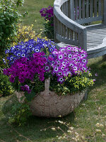 Spring flirt in a basket: Senecio cruentus Senetti (Cineraria)