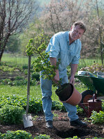 Man planting Acer palmatum 'Shishigashira' (Japanese fan maple)