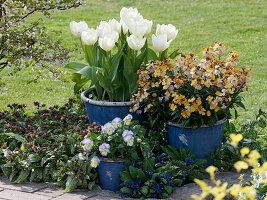 Blaue Töpfe mit Tulipa 'White Dream' (Tulpen), Erysimum (Goldlack)