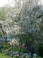 Amelanchier laevis (Kahle Felsenbirne) unterpflanzt mit Tulipa (Tulpen)