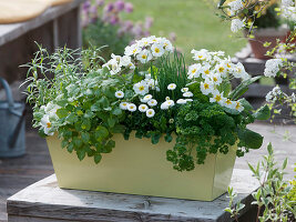 Kräuter und Blumen mit eßbaren Blüten gemischt - Kasten besprüht 3/3