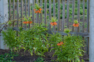 Fritillaria imperialis 'Premier' (Kaiserkronen) vor hölzernem Gartenzaun