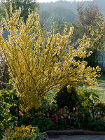 Forsythia 'Lynwood Gold' (Goldbells)