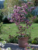 Malus 'Rudolph' (ornamental apple) underplanted with Bellis (daisy)