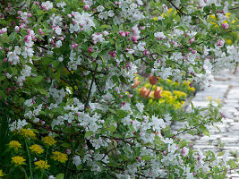 Malus 'Evereste' (ornamental apple) underplanted with Euphorbia polychroma