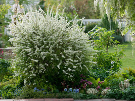 Spiraea arguta, Wisteria floribunda 'Alba'