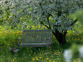 Bank unter Prunus cerasus (Sauerkirsche) auf blühender Wiese