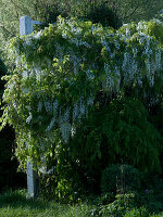 Wisteria floribunda 'Alba' (white blue vine)-fragrant flowers