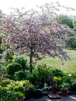 Malus sargentii 'Rosea' (Zierapfelbaum)