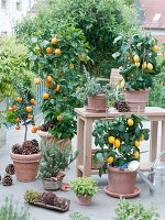 Roof terrace with citrus plants