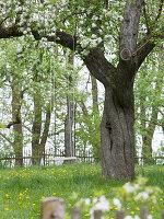 Malus (Apfelbaum) mit Schaukel in Wiese