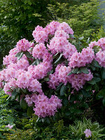 Rhododendron 'Scintillation' (Alpine Rose)