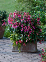 Fuchsia 'Henriette Ernst' (fuchsia), Begonia Summerwings 'Rose' (rose)