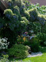 Pergola mit Wisteria floribunda (Blauregen)