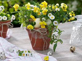 Viola cornuta, Bellis as Easter basket