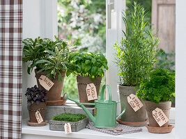 Kräuter auf der Fensterbank mit Namensschildern