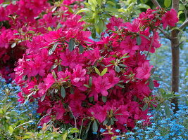 Rhododendron 'Georg Arends' (Japanese azalea)