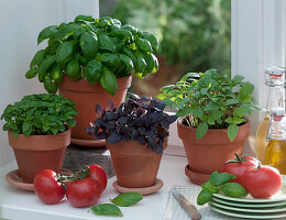 Ocimum 'Big Green Genoveser', 'Thai', 'Orient', 'Piccolino' (Basil)