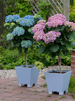 Hydrangea macrophylla (Hydrangea), small stem