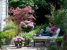 Wooden terrace with Acer palmatum 'Atropurpureum'