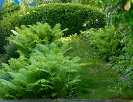 Shade bed with Matteuccia struthiopteris (fern) and Buxus (box)
