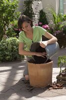 Plant tomato plant in bucket