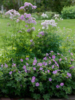 Geranium gracile 'Sirak' (Storchenschnabel), Thalictrum aquilegifolium