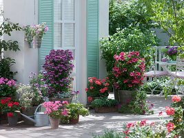 Geranien-Terrasse mit Pelargonium Angeleyes 'Burgundy' (Engelsgeranie)