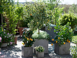 Citrus terrace: Citrus mitis 'Variegata' (Variegated bitter orange)