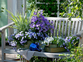 Campanula medium Poem 'Blue' (Marienglockenblume), Campanula