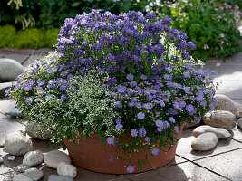 Nemesia Kaboutertjes 'Romba', Brachyscome 'Ultra'